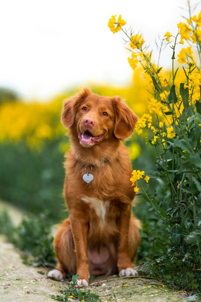 白天坐在绿草地上的金毛猎犬